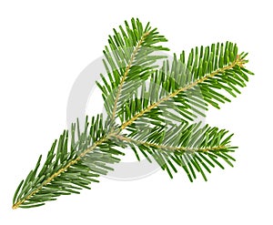 Fir tree branch isolated on white