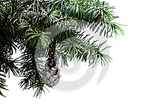 Fir tree branch isolated on white with fir pine cone
