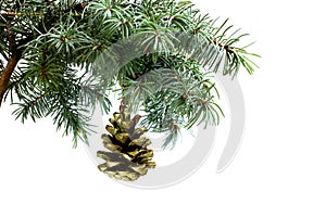 Fir tree branch isolated on white with fir pine cone