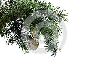 Fir tree branch isolated on white with walnut