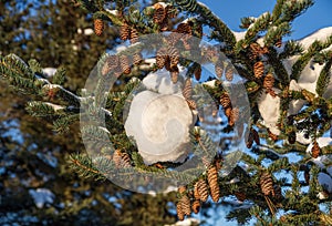 Fir tree branch with lot of cones covered by fresh snow.