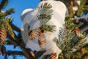 Fir tree branch with lot of cones covered by fresh snow.