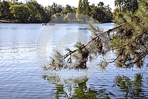 Fir tree branch over the lake in the bois de Boulogne in Paris