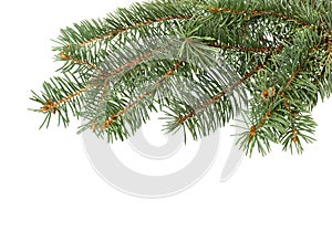 Fir tree branch. Pine branch. Christmas background