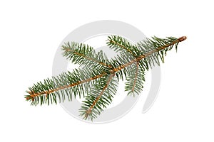 Fir tree branch. Pine branch. Christmas background