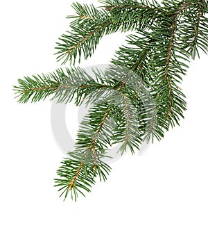 Fir tree branch. Pine branch. Christmas background