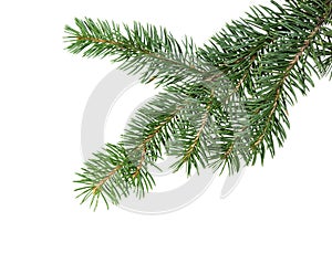 Fir tree branch. Pine branch. Christmas background