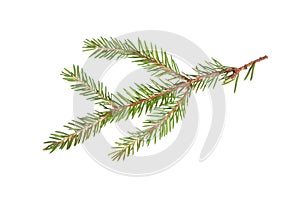 Fir tree branch. Pine branch. Christmas background