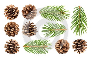 Fir tree branch and pine cones isolated on white background