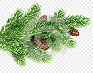 Fir tree branch realistic Christmas illustration