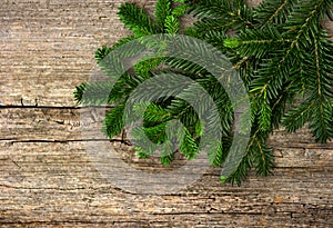 Fir tree branch on rustic wooden background