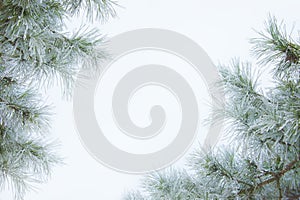 Fir tree branch with snow