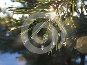 The fir-tree branch sparkling on the sun in ice droplets