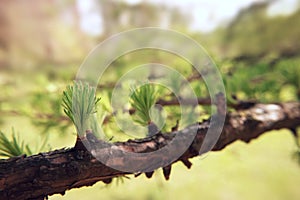 Fir tree branch spring macro photography natural background.
