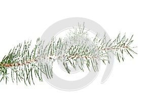 Fir-tree branch sprinkled with snow, isolated