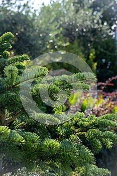 Fir tree branch, spruce needle, evergreen coniferous plant. Forest blur plant background. Vertical