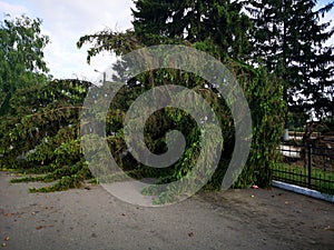 Fir tree branch summer