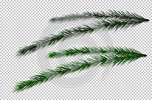 Fir-tree Branch on transparent vector background.
