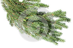 Fir tree branch on a white background.