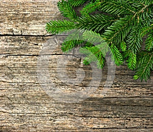 Fir tree branch on wooden background