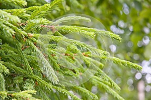 Fir tree branches