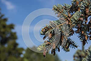 Fir-tree branches with cones on blue sky background