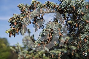 Fir-tree branches with cones on blue sky background