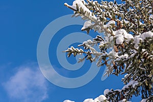 Fir tree branches with cones and sky background