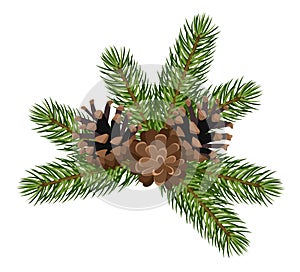 Fir tree branches and cones. Vector illustration.