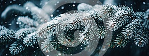 Fir tree branches covered with snow. Winter background. Christmas concept.