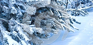 fir tree branches covered with snow in a winter forest