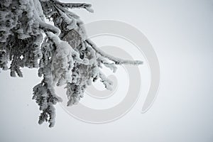 Fir tree branches covered in white snow - horizontal winter