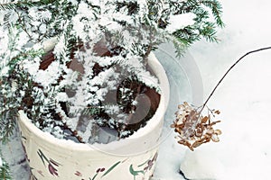 Fir tree branches in the flower pot in garden in winter time, hydrangea dead blossoms near it