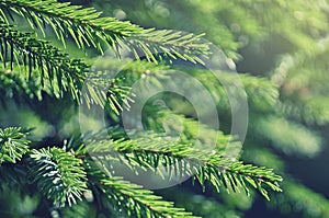 Fir tree branches photo