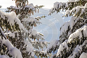 Fir-tree branches with green needles and cones covered with deep