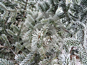 Fir tree branches with hoarfrost