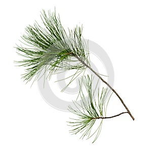 Fir tree branches isolated on white background.