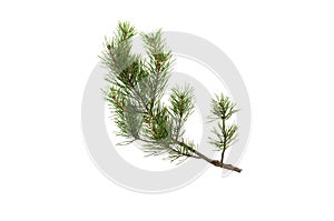 Fir tree branches isolated on white background.