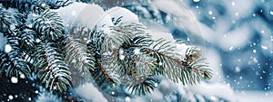 Fir tree branches in the snow. Winter background. Christmas background.