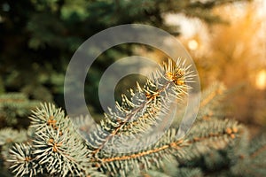 The fir-tree branches sparkling on the sun