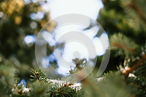 The fir-tree branches sparkling on the sun