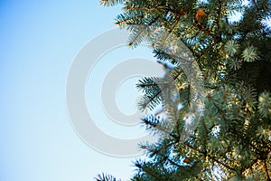 The fir-tree branches sparkling on the sun