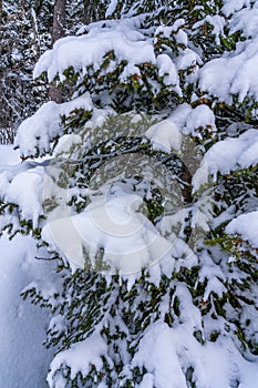 Fir tree branches under a huge layer of snowflakes close up. Frozen tree branch in winter forest, natural background