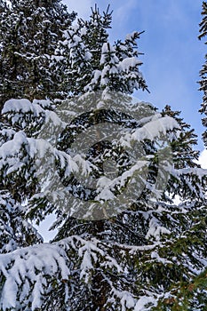 Fir tree branches under a huge layer of snowflakes close up. Frozen tree branch in winter forest, natural background