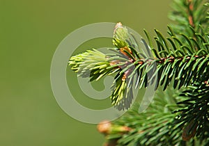 Fir tree branches with young buds