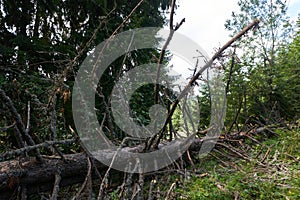 Fir tree broken down