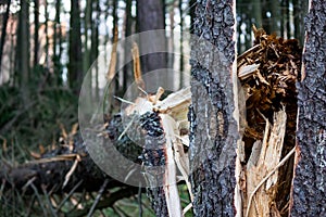 Fir tree broken after a windbreak in the forest