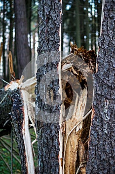 Fir tree broken after a windbreak in the forest