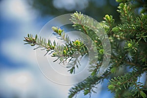 Fir tree brunch close up. Fluffy fir tree brunch close up