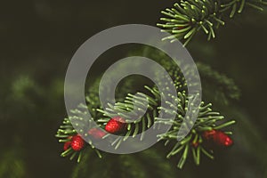 Fir tree brunch close up. Shallow focus. Fluffy fir tree brunch close up.